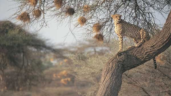 Safari in Botswana: Gepard.