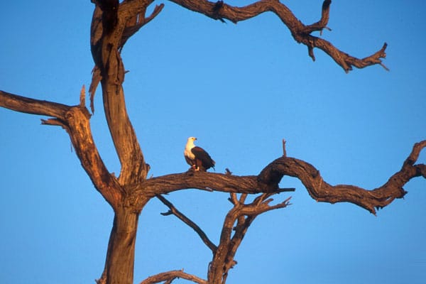 Ein Seeadler hält Ausschau auf einem totem Baum am Chobe-Fluss in Botswana.