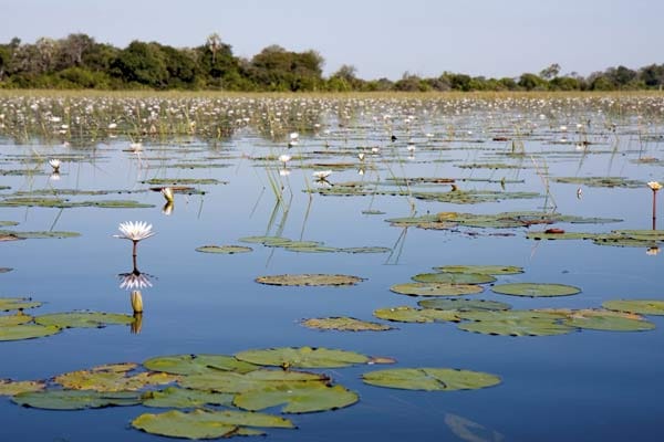 Seerosen-Landschaft im Okavango-Delta, wohin das Auge blickt.