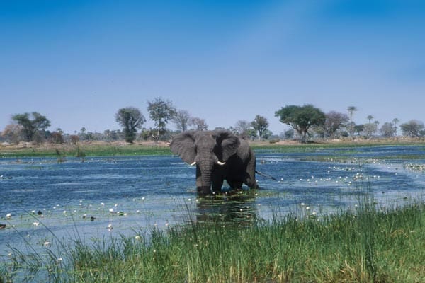 Elefantenbulle im Okavango-Delta.