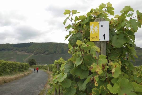 Weinwanderwege an der Mosel rund um Trier.