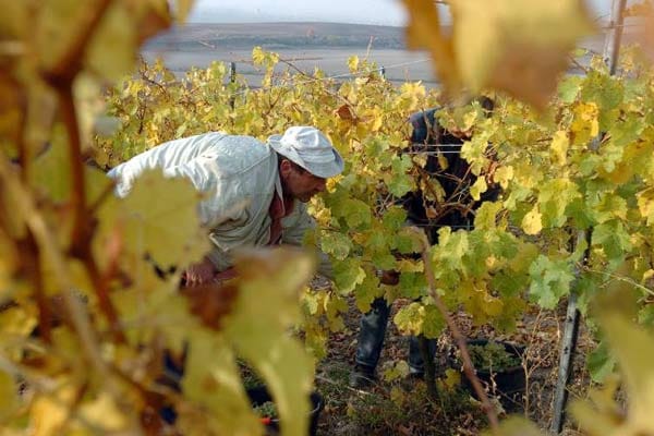 Beim Wandern im Herbst bei der Weinlese im Weingebiet Saale-Unstrut zusehen.