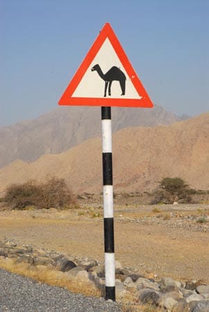 Achtung Kamel! Beim Wadi-Bashing im Akhdar-Gebirge immer auf der Hut sein.
