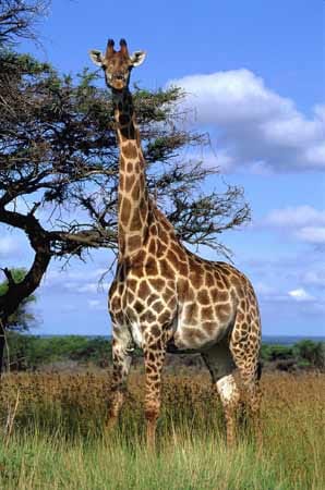Im südafrikanischen Pakamisa Private Game Reserve kommt man den scheuen Giraffen ganz nah.