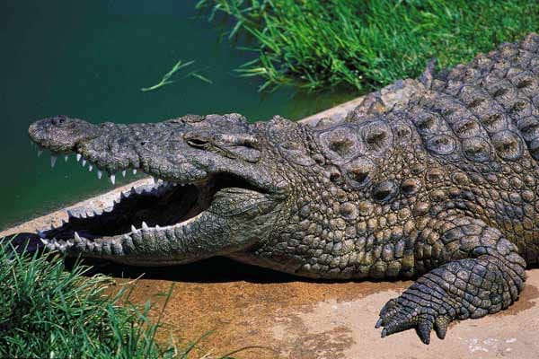 Vom Kanu aus kann man im Kosi Bay auch Krokodile beobachten.