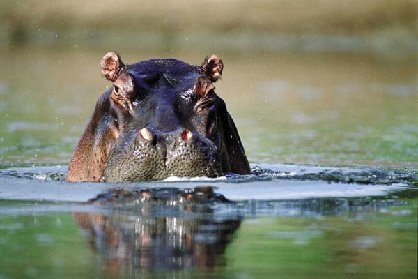 An der Ostküste Südafrikas zur Grenze nach Mosambik hört man am See Sibaya das Grunzen der Nilpferde.