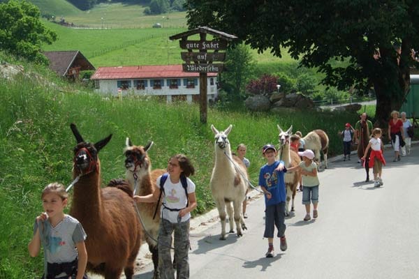 Wandernde Kinder auf "Lama-Bewegung" im Allgäu.