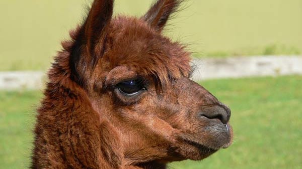 In Deutschland werden mittlerweile rund 5000 Lamas gehalten.