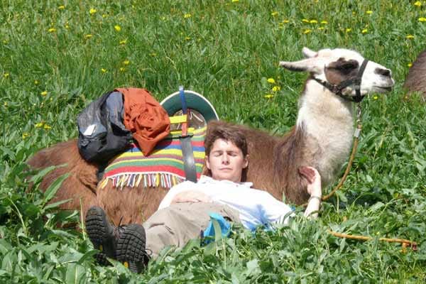 Die Anden-Tiere strahlen selbst in Deutschland meditative Ruhe aus.