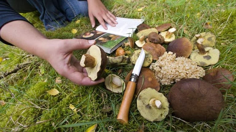 Pilze und Pilzbestimmungsbuch: Waldpilze nur nach Bestimmung durch Experten essen