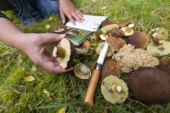 Pilze und Pilzbestimmungsbuch: Waldpilze nur nach Bestimmung durch Experten essen