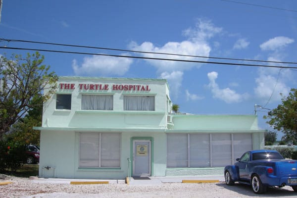 In Florida steht das Krankenhaus für Meeresschildkröten.