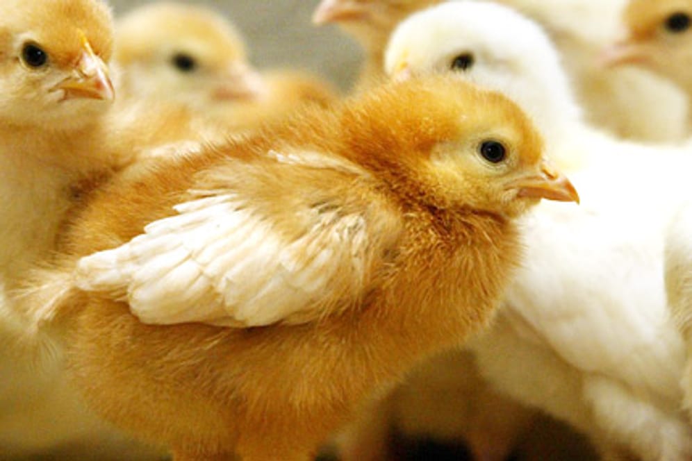 Die Nutzung von Hühnern, die Fleisch und Eier bieten, soll verhindern, dass jährlich Millionen von Eintagsküken getötet werden.