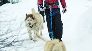 Im Böhmerwald beim Wandern auf den Hund gekommen.