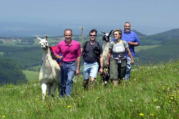 Auch in Deutschland finden sich Lamas als Träger bei Wanderungen.