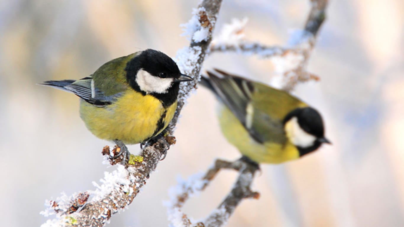 Die Kohlmeise musste den ersten Platz in der Top Ten-Liste der Wintervögel räumen.