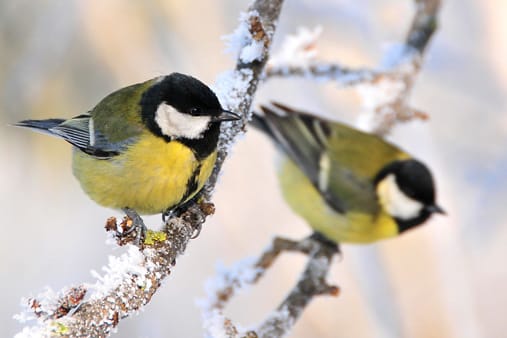 Die Kohlmeise musste den ersten Platz in der Top Ten-Liste der Wintervögel räumen.