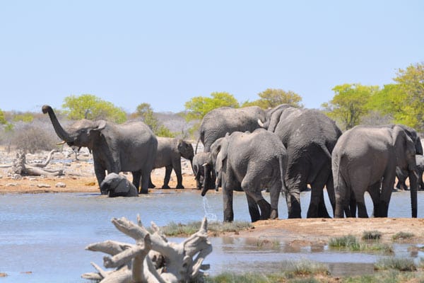Elefanten in Namibia.