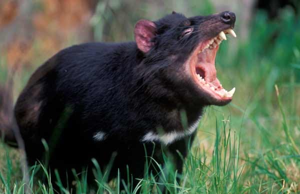Ein Tasmanischer Teufel.
