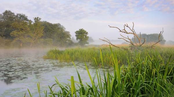 Angeln: Auenlandschaft der Elbe bei Dessau.