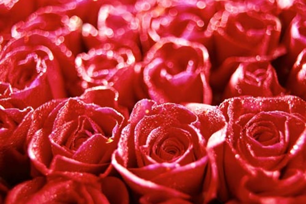 Rote Rosen zum Valentinstag - tonnenweise werden sie wieder verschenkt.