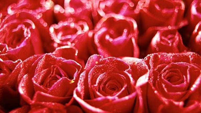 Rote Rosen zum Valentinstag - tonnenweise werden sie wieder verschenkt.
