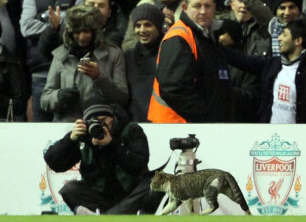 Einen Flitzer der besonderen Art bekamen die Fans beim Spiel zwischen Liverpool und Tottenham zu sehen: Eine Katze hatte sich unbemerkt auf den Platz geschlichen. Und das ohne offizielle Eintrittskarte. Respekt.