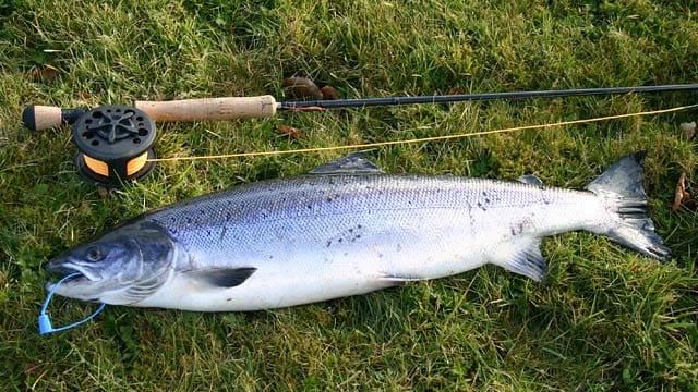 Lachs neben einer Angel: Wo man hierzulande ohne Fischereischein angeln darf