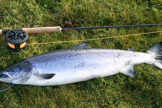 Lachs neben einer Angel: Wo man hierzulande ohne Fischereischein angeln darf