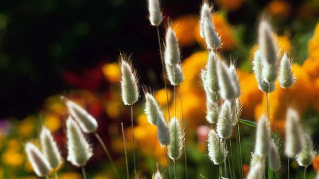 Die Blütezeit hat das Hasenschwanzgras von Juni bis Ende September.