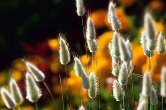 Die Blütezeit hat das Hasenschwanzgras von Juni bis Ende September.