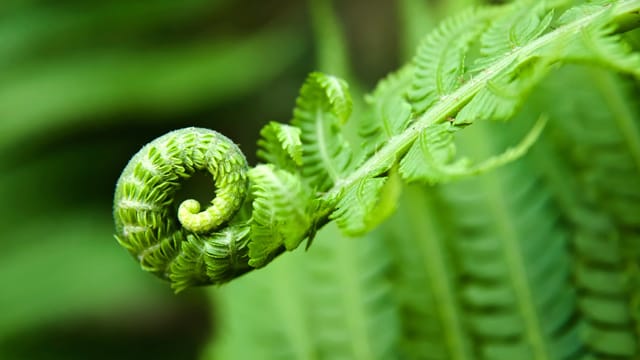 Farne sind unter Pflanzenliebhabern sowohl als Zimmerpflanzen als auch im Garten sehr beliebt.