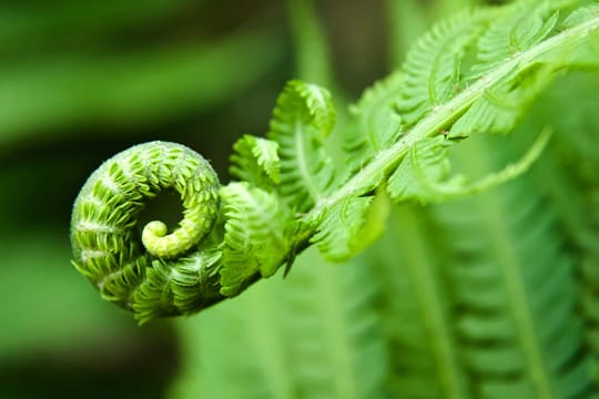 Farne sind unter Pflanzenliebhabern sowohl als Zimmerpflanzen als auch im Garten sehr beliebt.