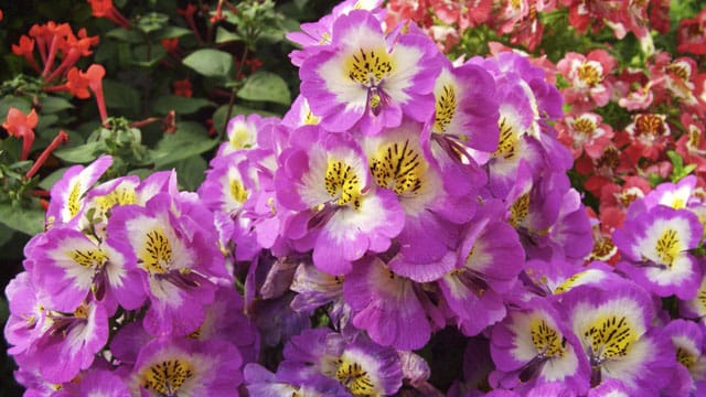 Bauernorchidee (Schizanthus wisetonensis)