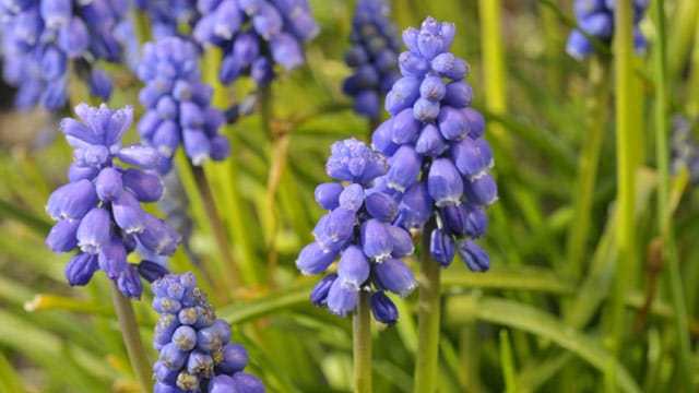 Die Perlhyazinthe: Leuchtend blauer Frühblüher