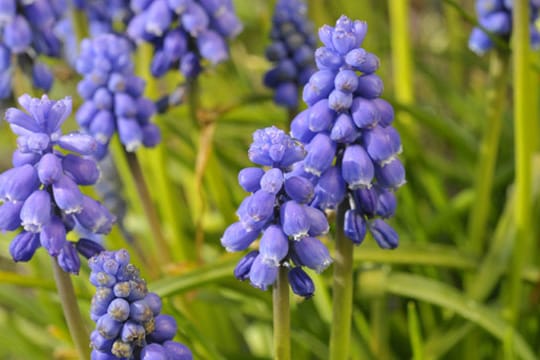 Die Perlhyazinthe: Leuchtend blauer Frühblüher