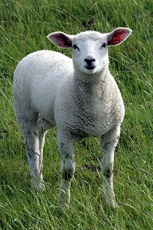 Schafe verrichten in Ostfriesland einen wichtigen Job: Sie verfestigen mit ihren Hufen den Deich.