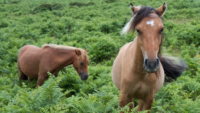 Besitzer von Haustieren wie Hunden, Katzen, Mehrschweinchen oder auch Pferden sollten darauf achten, dass die Tiere nicht von den Farnen fressen.