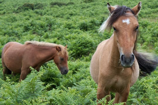 Besitzer von Haustieren wie Hunden, Katzen, Mehrschweinchen oder auch Pferden sollten darauf achten, dass die Tiere nicht von den Farnen fressen.