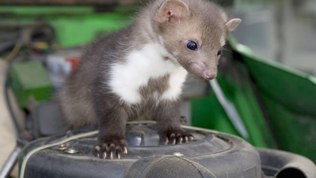 Niedlich, aber ärgerlich: Ein Marder im Motorraum