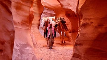 Kamele durchqueren Felswände in Jordanien