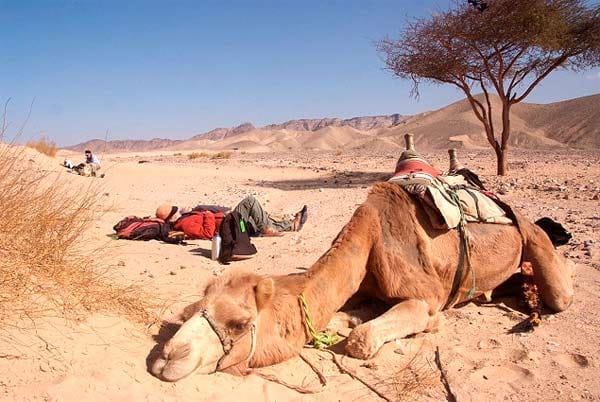 Verdiente Pause für ein Kamel