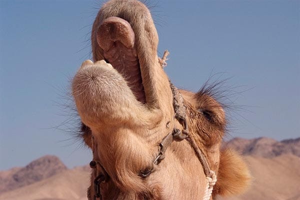 Kamel atmet durch