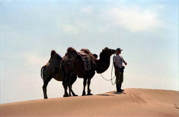Kamele in der Wüste Gobi