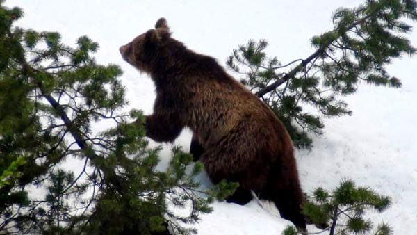 Der junge Braunbär M13