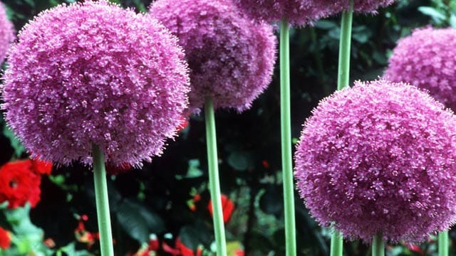 Allium-Blüten beeindrucken im Gartenbeet.