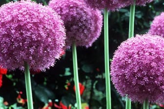 Allium-Blüten beeindrucken im Gartenbeet.