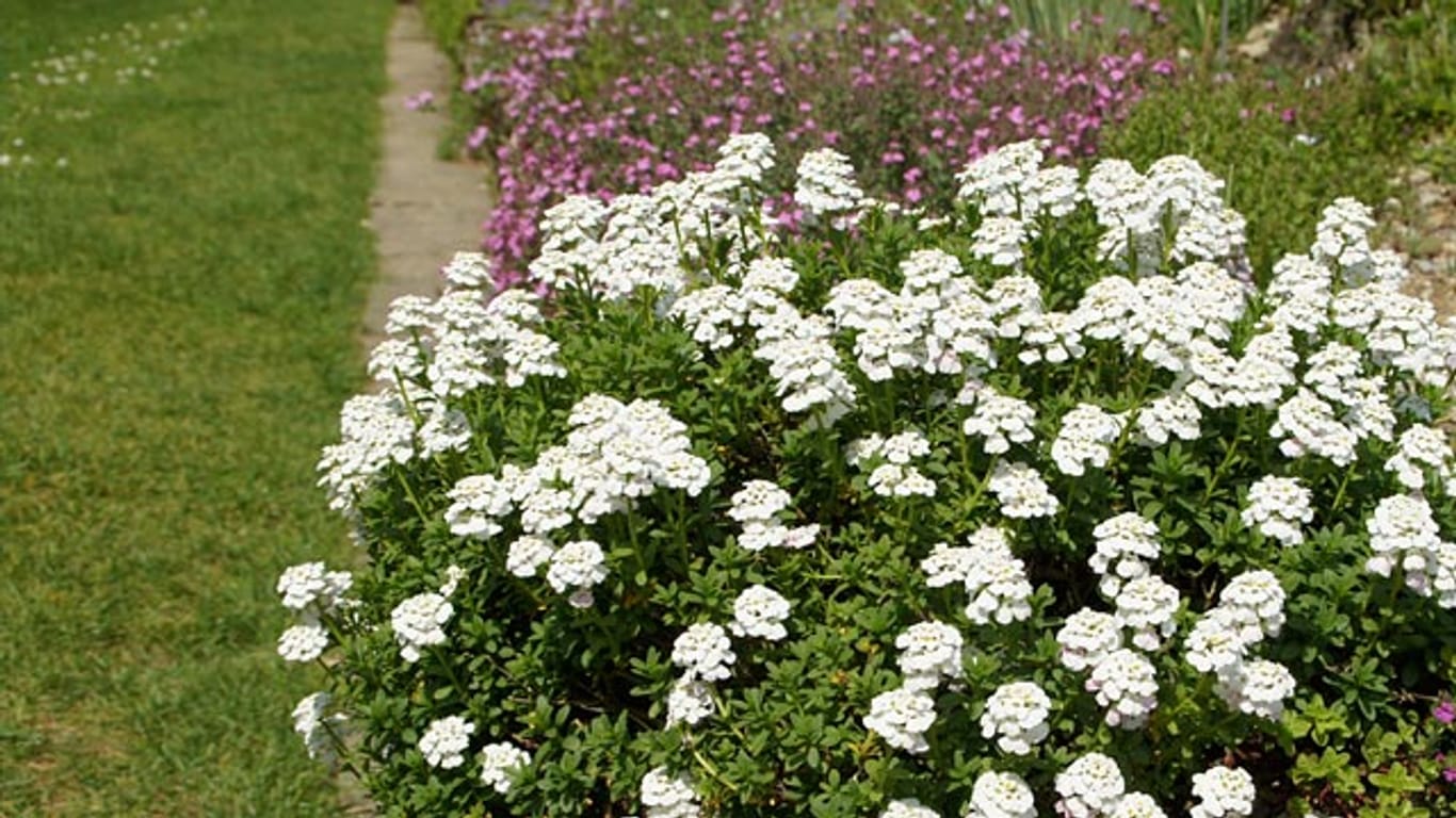 Die Schleifenblume bildet ein dichtes, weißes Blütenkleid aus und ist ideal für den Steingarten.