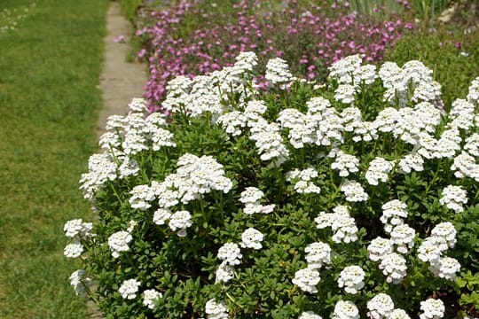 Die Schleifenblume bildet ein dichtes, weißes Blütenkleid aus und ist ideal für den Steingarten.