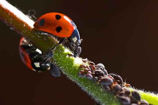 Der Marienkäfer sind einer der Wenigen die sich über Blattläuse freuen.